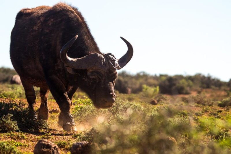 addo-elephant-full-day-safari-shore-excursions-with-bbq