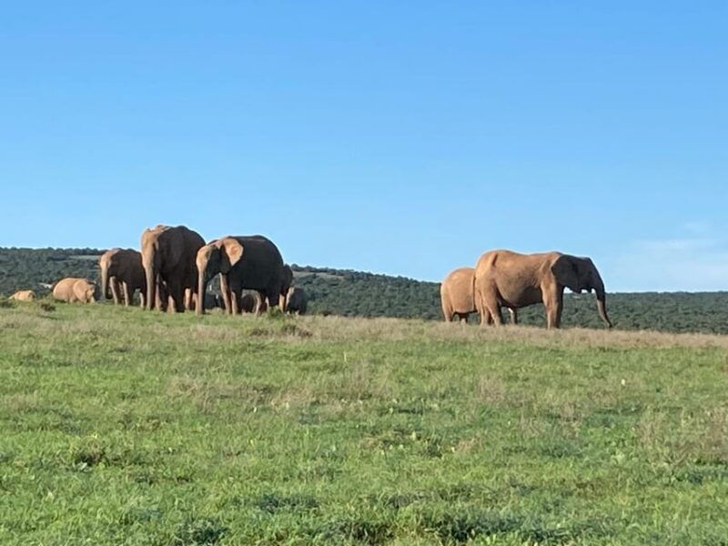 addo-elephant-full-day-safari-shore-excursions-with-bbq