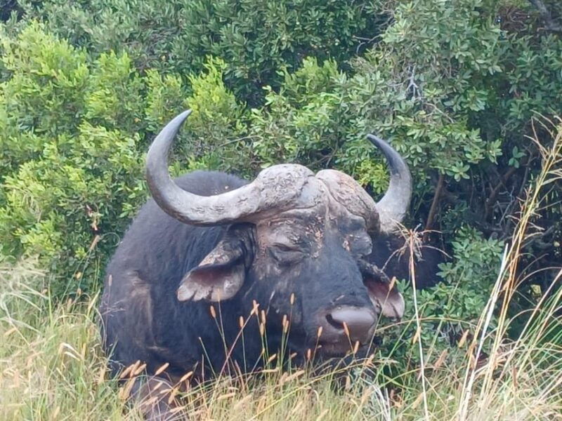 addo-elephant-full-day-safari-shore-excursions-with-bbq