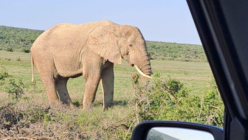 addo-elephant-full-day-safari-shore-excursions-with-bbq
