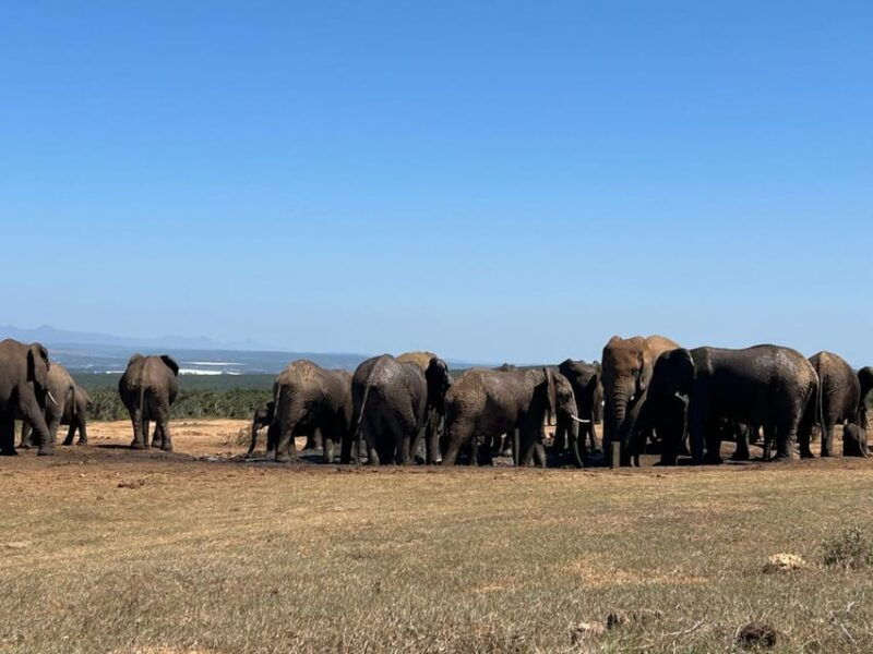 addo-elephant-full-day-safari-shore-excursions-with-bbq