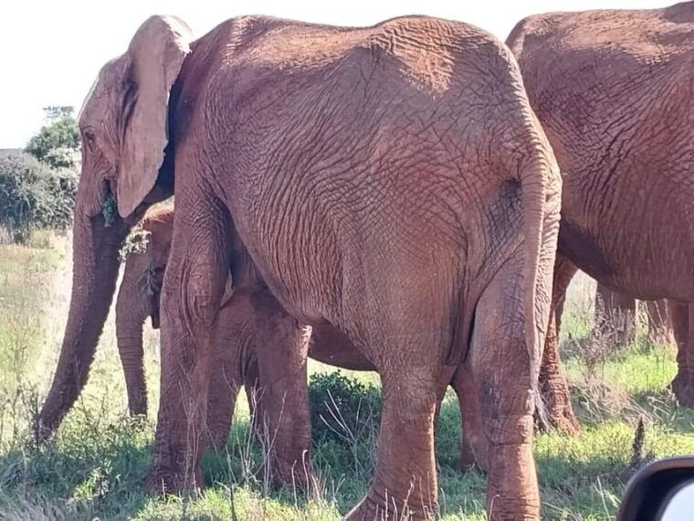addo-elephant-full-day-safari-shore-excursions-with-bbq