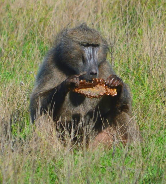 addo-elephant-full-day-safari-shore-excursions-with-bbq