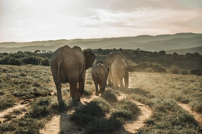 Addo Elephant National Park All Inclusive Full-Day Safari - Exploring the Addo Elephant National Park All Inclusive Full-Day Safari