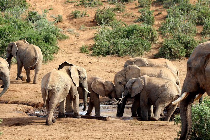Addo Elephant National Park All Inclusive Full-Day Safari - Why You’ll Love the Addo Elephant National Park Tour