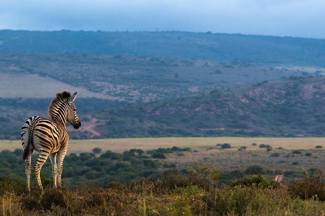 Addo Elephant National Park All Inclusive Full-Day Safari - Transportation and Group Size