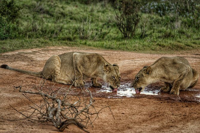 Addo Elephant National Park All Inclusive Full-Day Safari - FAQ
