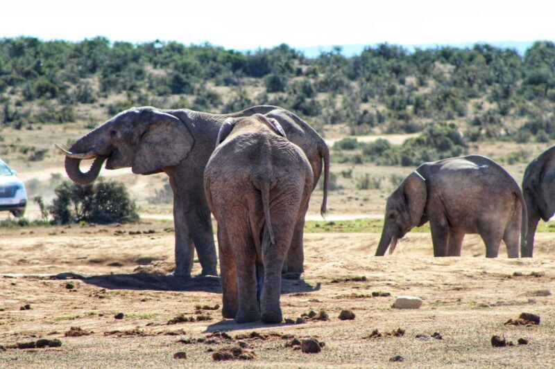 Addo Elephant National Park All Inclusive Full-Day Safari - FAQs