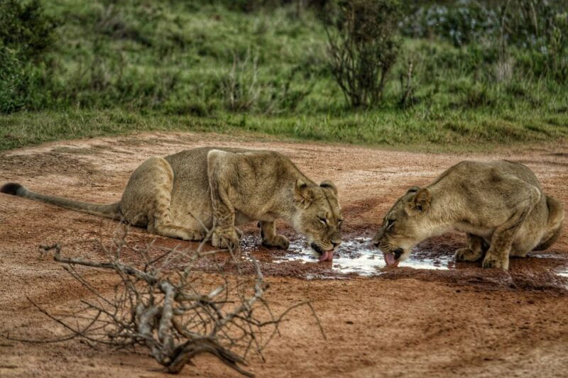 addo-elephant-national-park-all-inclusive-full-day-safari