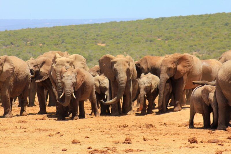 addo-elephant-national-park-all-inclusive-full-day-safari