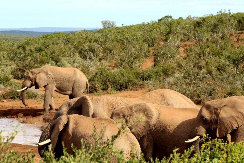 addo-elephant-national-park-all-inclusive-full-day-safari