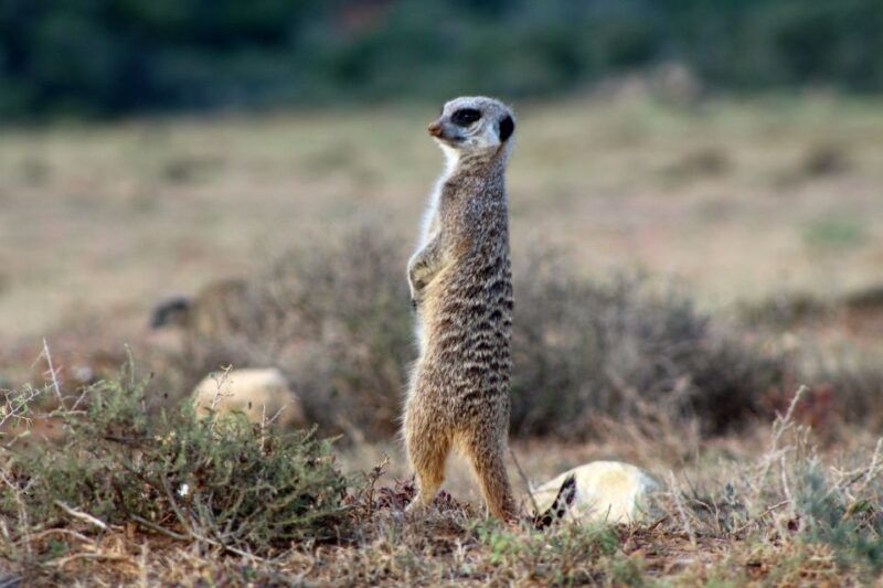 addo-elephant-national-park-all-inclusive-full-day-safari