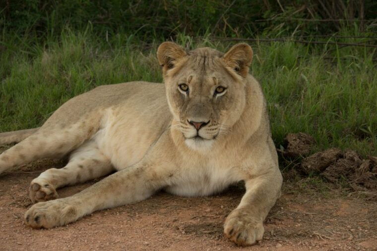 addo-elephant-national-park-all-inclusive-full-day-safari