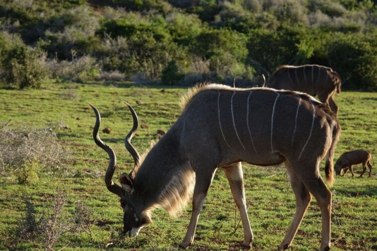 addo-elephant-national-park-all-inclusive-full-day-safari