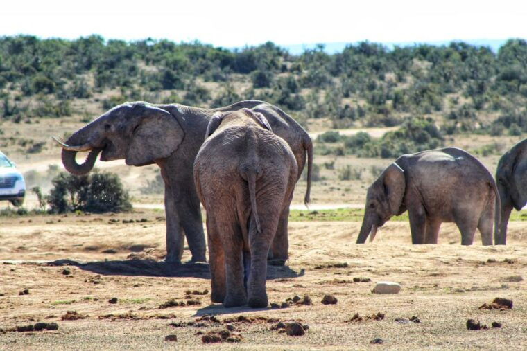 addo-elephant-national-park-all-inclusive-full-day-safari