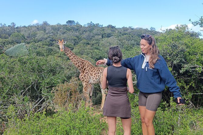 Addo Elephant National Park and Giraffe Walk Tracking Safari - Key Points