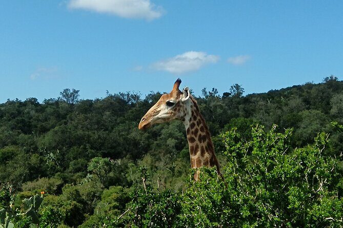 Addo Elephant National Park and Giraffe Walk Tracking Safari - Authentic Encounters and Practical Considerations