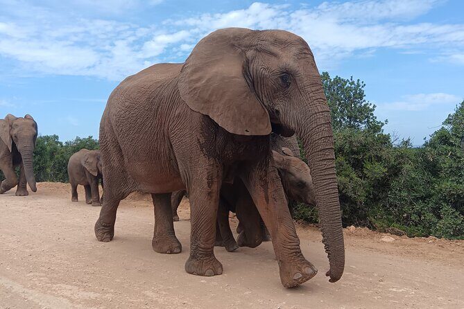 Addo Elephant National Park and Kragga Kamma Game Park Combo. - Exploring the full-day wildlife adventure