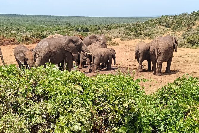 Addo Elephant National Park and Kragga Kamma Game Park Combo. - Authentic experiences based on reviews