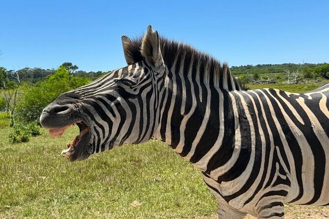 Addo Elephant National Park and Kragga Kamma Game Park Combo. - Final thoughts
