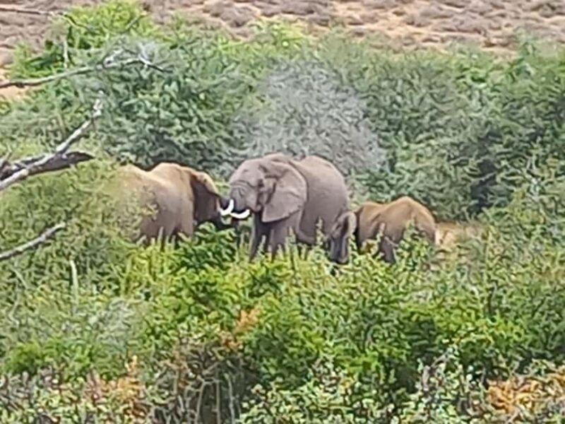 Addo elephant national park and shore excursion with lunch - Wildlife Encounters: Big Five and More