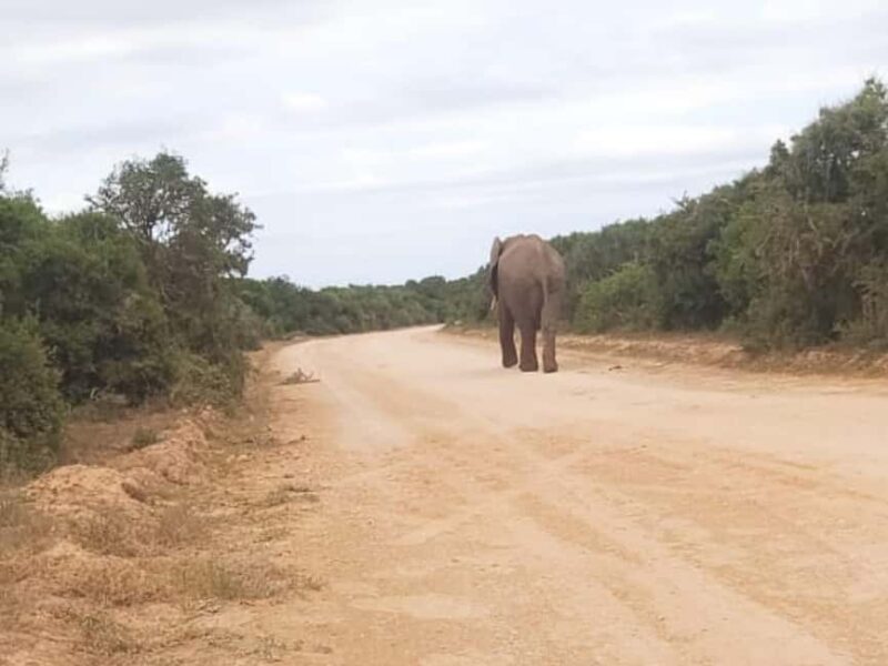 Addo elephant national park and shore excursion with lunch - What Sets This Tour Apart?