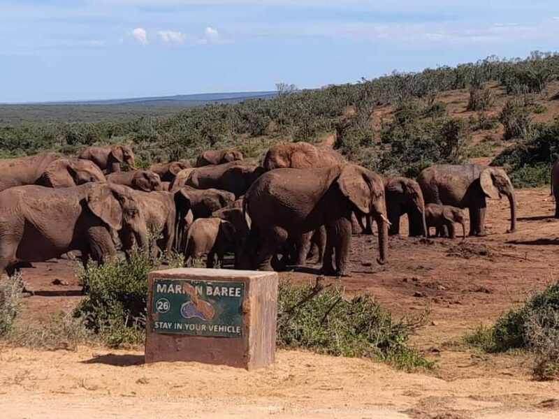 Addo elephant national park and shore excursion with lunch - Who Would Love This Experience?