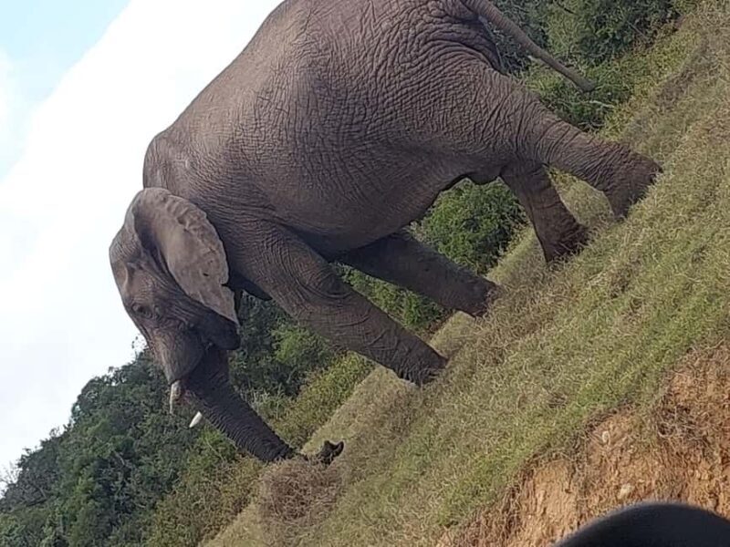 Addo elephant national park and shore excursion with lunch - Final Thoughts