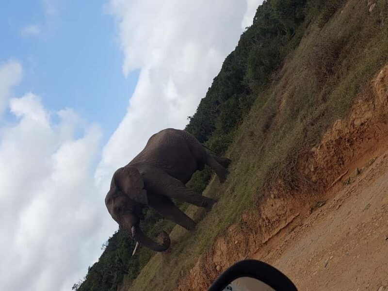 Addo elephant national park and shore excursion with lunch - Frequently Asked Questions
