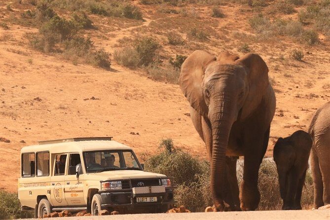 Addo Elephant National Park and Sunset River Cruise - FD04 - The Scenic Journey to Sundays River Mouth