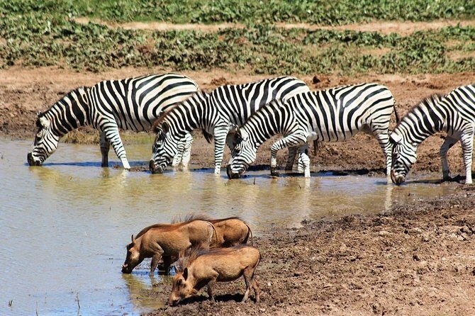 Addo Elephant National Park and Sunset River Cruise - FD04 - Who Would Love This Tour?