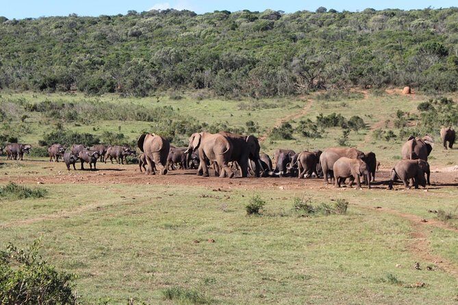 Addo Elephant National Park Day Tour from Port Elizabeth - What Travelers Have Said