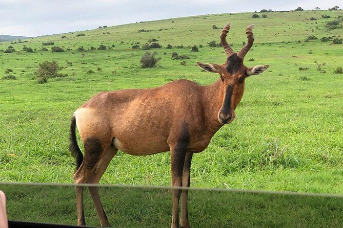 Addo Elephant National Park Day Tour from Port Elizabeth - Who Will Love This Tour?