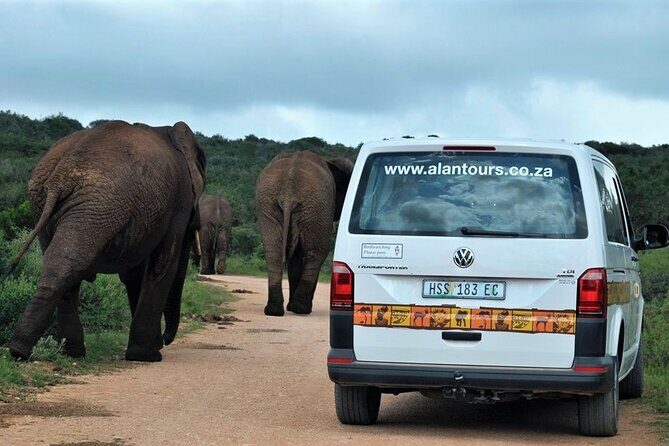 Addo Elephant National Park from Port Elizabeth - FD01 - Insights from Reviewers