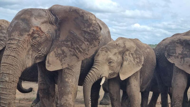 Addo Elephant National Park Full-Day Safari - Key Points