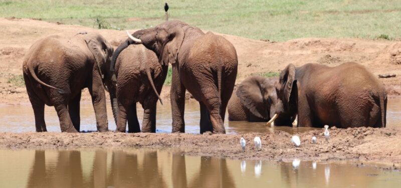 Addo Elephant National Park Full-Day Safari - The Experience from Past Travelers