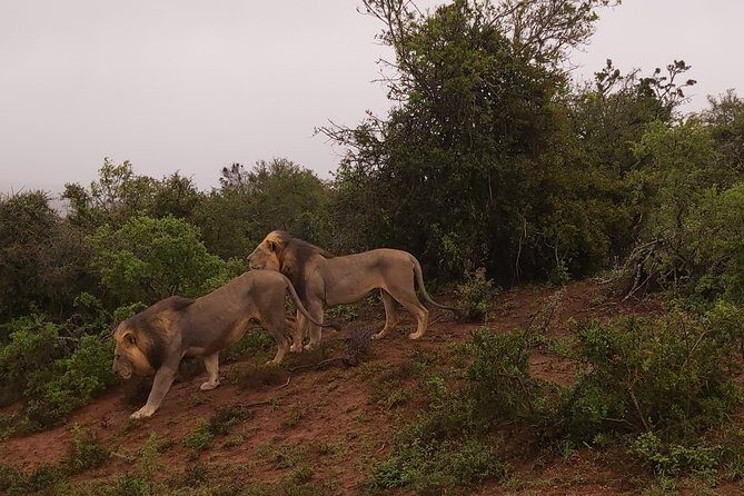Addo Elephant National Park Full Day Safari - How Does the Tour Work?