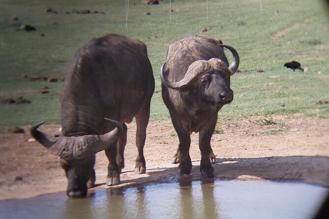 Addo Elephant National Park Full Day Safari - The Highlight: The Braai Lunch
