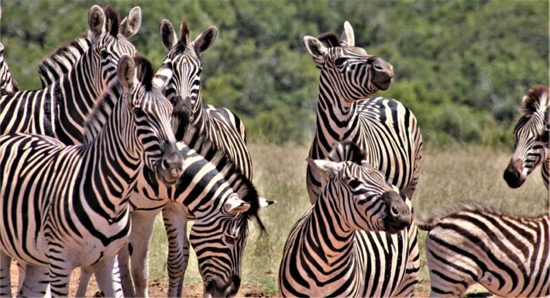 Addo Elephant National Park: Full-Day Safari Tour with Lunch - Key Points