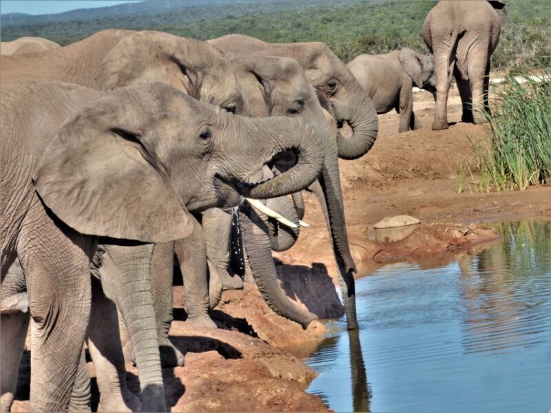 Addo Elephant National Park: Full-Day Safari Tour with Lunch - An In-Depth Look at the Addo Safari Experience