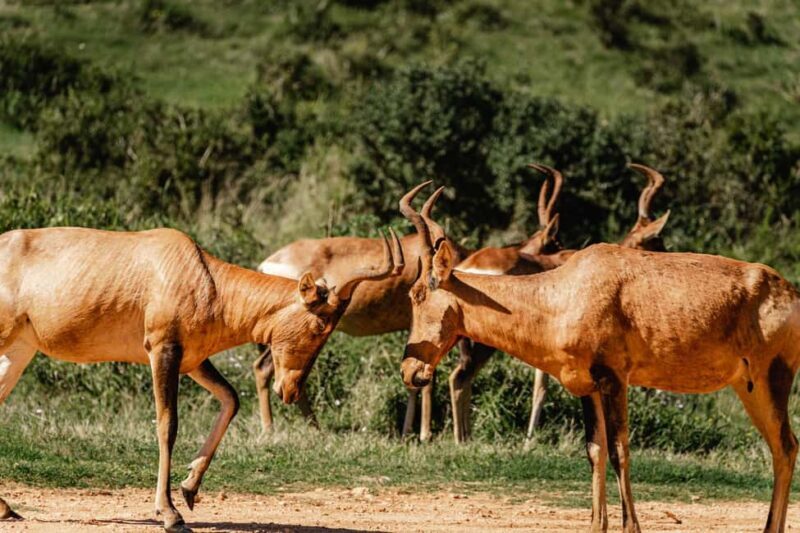 Addo Elephant National Park Full Day Safari with Braai Lunch - Key Points