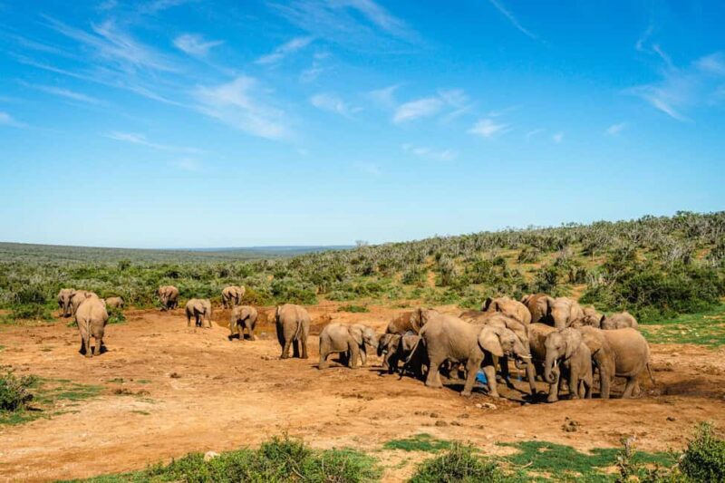 Addo Elephant National Park Full Day Safari with Braai Lunch - The Safari Itinerary: What to Expect