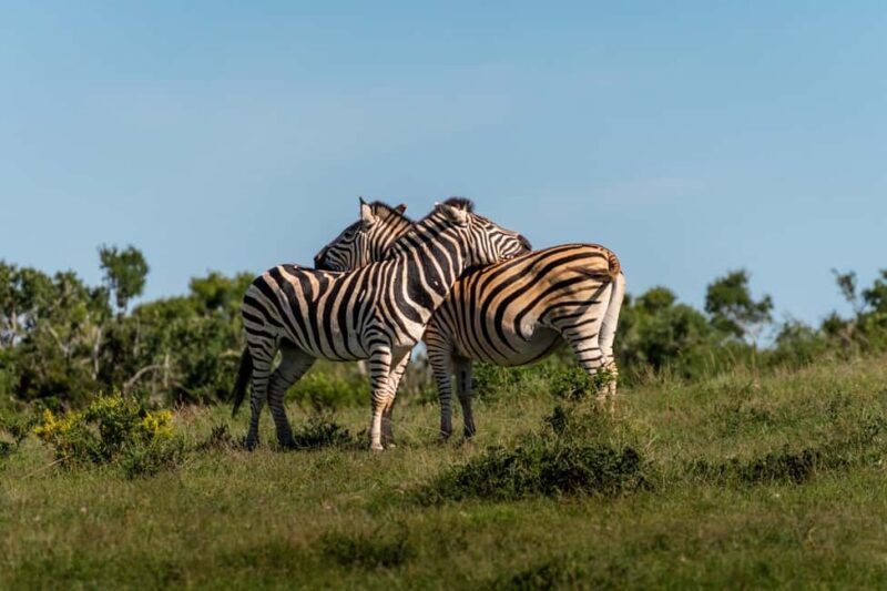 Addo Elephant National Park Full Day Safari with Braai Lunch - Frequently Asked Questions