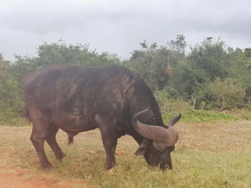 Addo Elephant National Park: Full-Day Safari with Lunch - Key Points