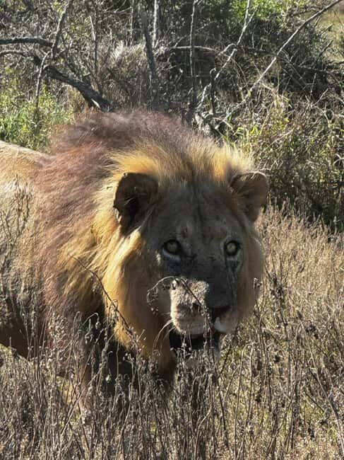 Addo Elephant National Park: Full-Day Safari with Lunch - Practicalities and Tips