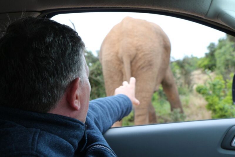 Addo Elephant National Park Game Drive Day Tour With Lunch - Key Points