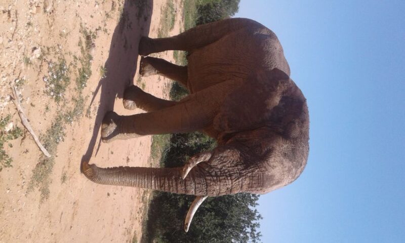 Addo Elephant National Park Game Drive Day Tour With Lunch - A Detailed Look at the Experience