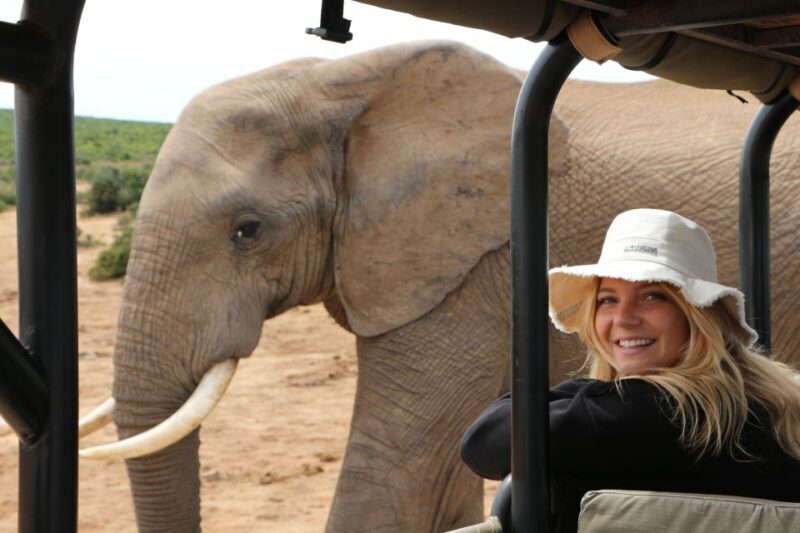 Addo Elephant National Park Game Drive Day Tour With Lunch - Who Is This Tour Best For?