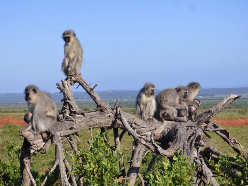 Addo Elephant National Park: Guided Half-Day Safari - What to Expect from Your Addo Safari