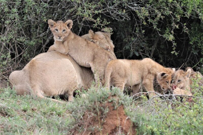Addo Elephant National Park: Guided Half-Day Safari - Who Will Love This Experience?